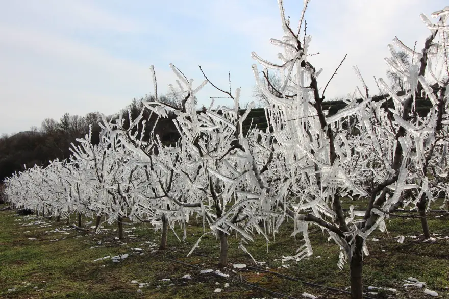 "AĞAÇLARI DONDURMASAYDIK MEYVE ALAMAYACAKTIK" 2 "AĞAÇLARI DONDURMASAYDIK MEYVE ALAMAYACAKTIK" 2