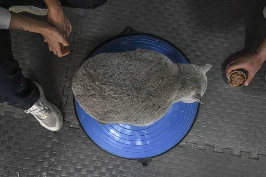 Obez kedi "Şiraz" pilates yaparak ve yüzerek zayıflıyor 2 Obez kedi "Şiraz" pilates yaparak ve yüzerek zayıflıyor 2