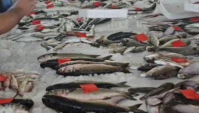 Didim’de ilk balık mezatı gerçekleştirildi