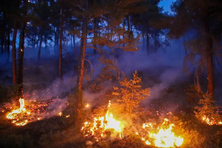 Çanakkale, Uşak, Antalya ve İzmir'de  orman yangını 10
