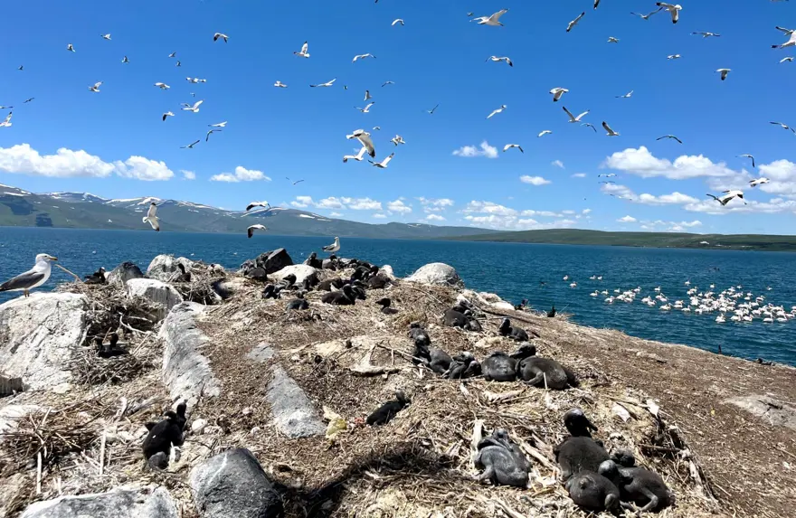 Çıldır Gölü, kuş cennetine döndü 5