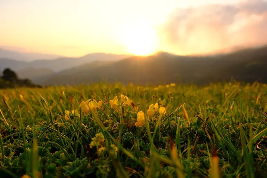 ''Sarı komar'' adıyla da biliniyor: Zigana Dağı'nı altın gibi süsledi 2 ''Sarı komar'' adıyla da biliniyor: Zigana Dağı'nı altın gibi süsledi 2