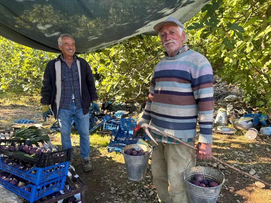 1 ay gecikmeli olgunlaştı: Hasatta sona gelindi ama verim düşük 5 1 ay gecikmeli olgunlaştı: Hasatta sona gelindi ama verim düşük 5