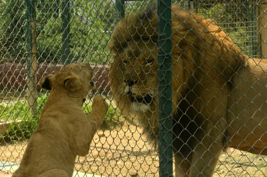 Yavru aslanlar babalarına kavuştu 8