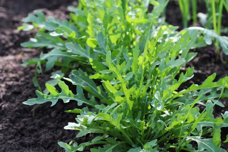 Diyet yapmadan kilo vermek mümkün: Bu besinler kilo kaybını destekliyor 