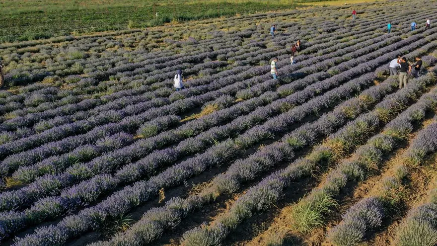 Diyarbakır'ın yeni cazibe merkezi: Lavanta bahçeleri 11