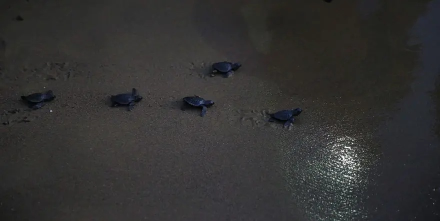 35 bin yavru caretta caretta denizle buluştu 7