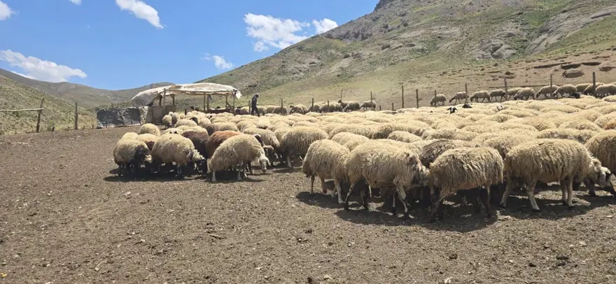 Her yaz yayla kiralıyor: Geçimlerini böyle sağlıyorlar 1