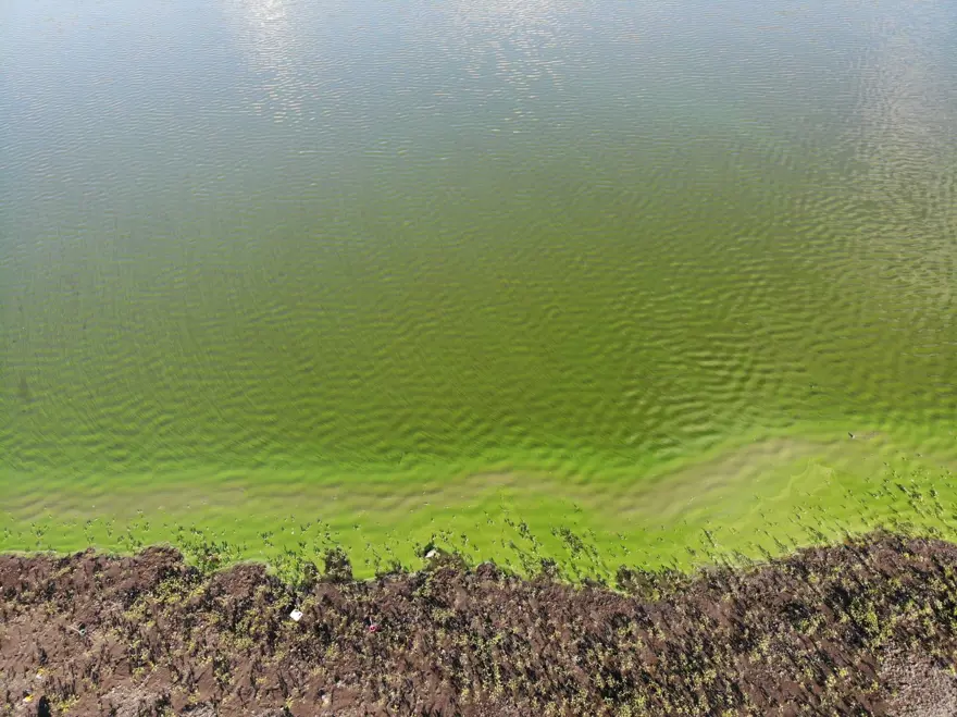Kars Gölü yeşile büründü 9