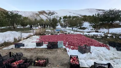 Karlı dağlarda zorlu elma hasadı