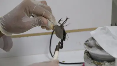 Şanlıurfa'da akrep çiftliği: Zehrinin litresi 10 milyon dolar