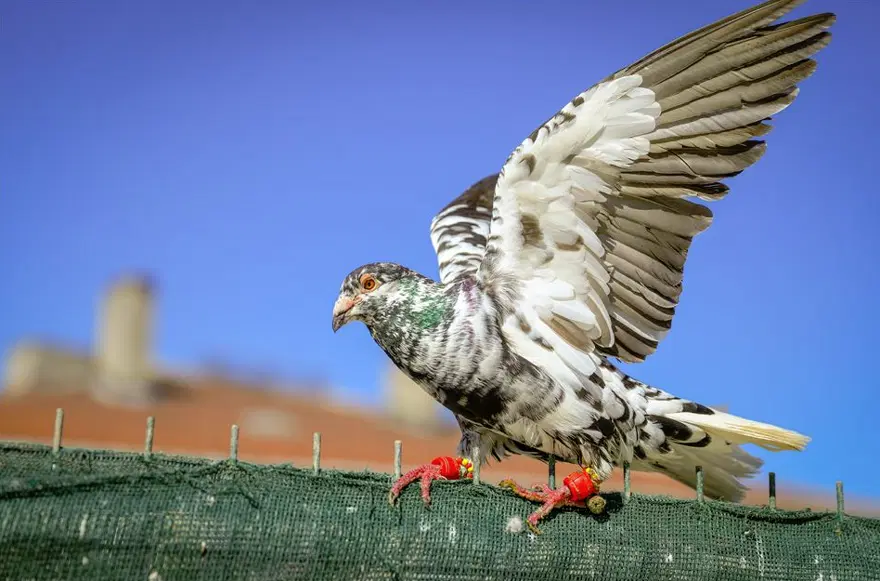 Haftanın fotoğrafları (6 Nisan 2019) 1