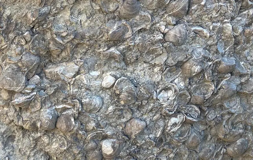 FOSİL VE MADEN MÜZESİ 5