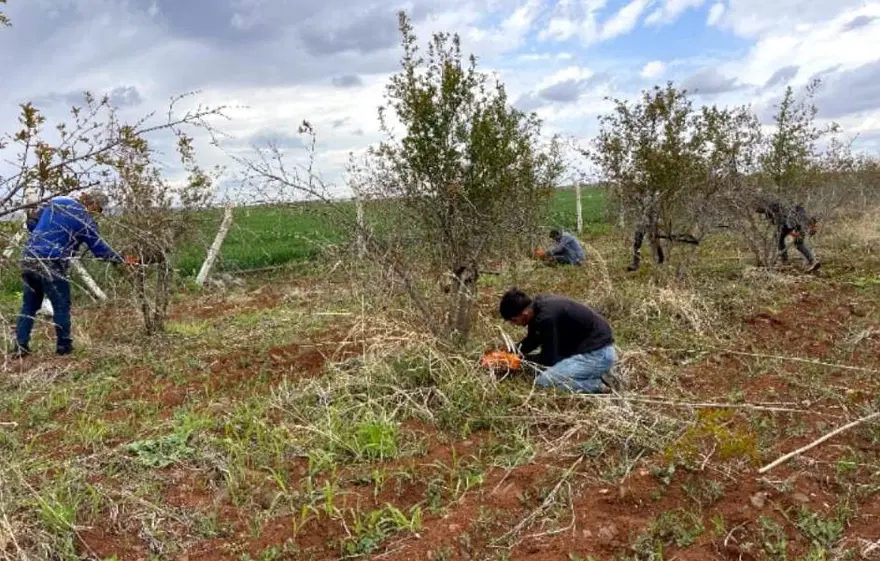 Türkiye'nin AB tescilli tek nar çeşidi: Budaması 1 ay sürüyor 3 Türkiye'nin AB tescilli tek nar çeşidi: Budaması 1 ay sürüyor 3
