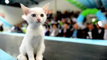 İstanbul’u bu hafta sonu Mutlu Kediler işgal edecek