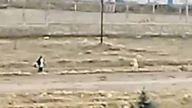 Sokak köpeklerinin saldırısına uğrayan çocuk, çuval parçası ile kurtuldu