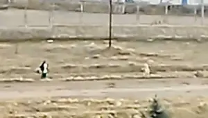 Sokak köpeklerinin saldırısına uğrayan çocuk, çuval parçası ile kurtuldu Sokak köpeklerinin saldırısına uğrayan çocuk, çuval parçası ile kurtuldu