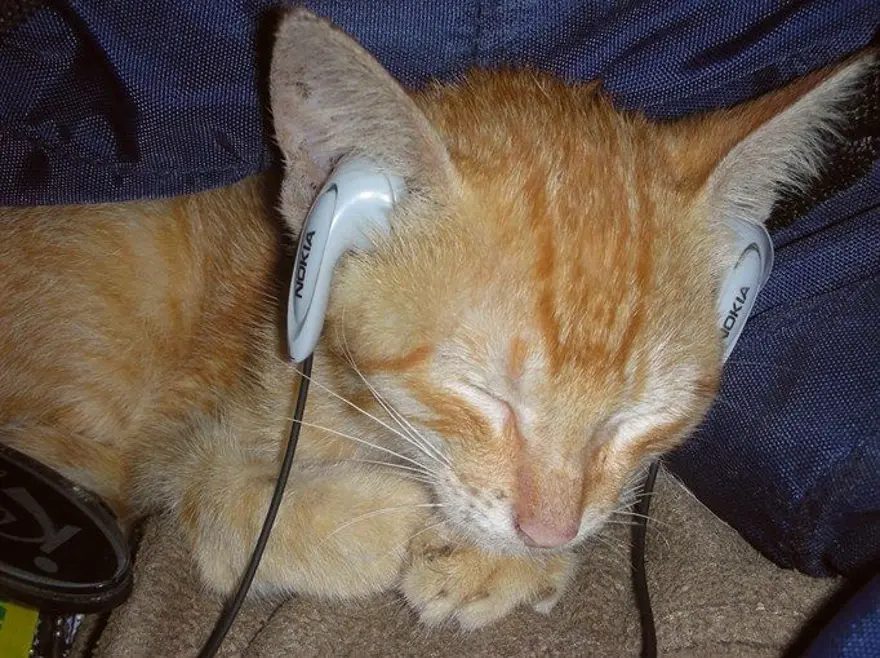 İnternetin yeni fenomenleri 51