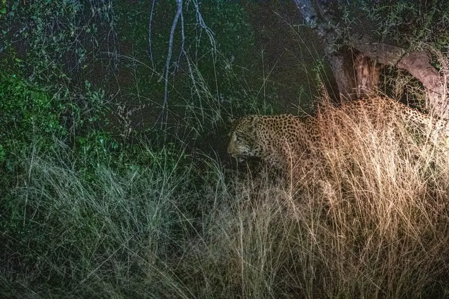 Kruger Ulusal Parkı 'Afrika'nın 5 büyükleri'ne ev sahipliği yapıyor 9