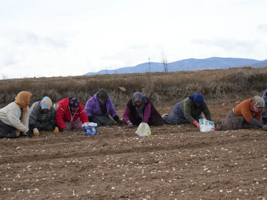 35 yıldır sarımsak tarlasında çalışıyor: "Düğüne gider gibi sarımsak tarlasına geliyorum" 