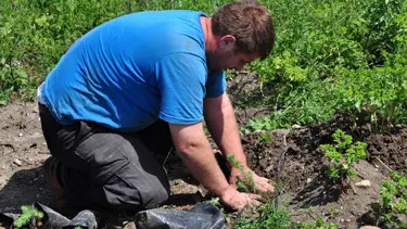 Cezalarını ağaç dikerek ödediler