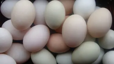 'Yumurtaya pahalı demek haksızlık'