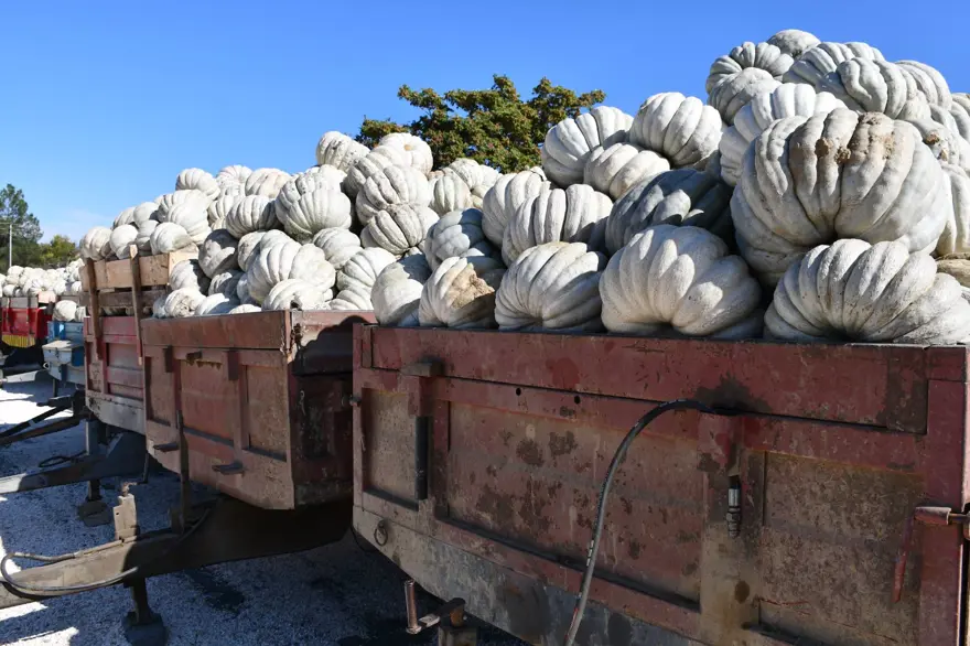 1 yıl raf ömrü var: "Sanki kestane yemiş gibi oluyorsunuz" 1