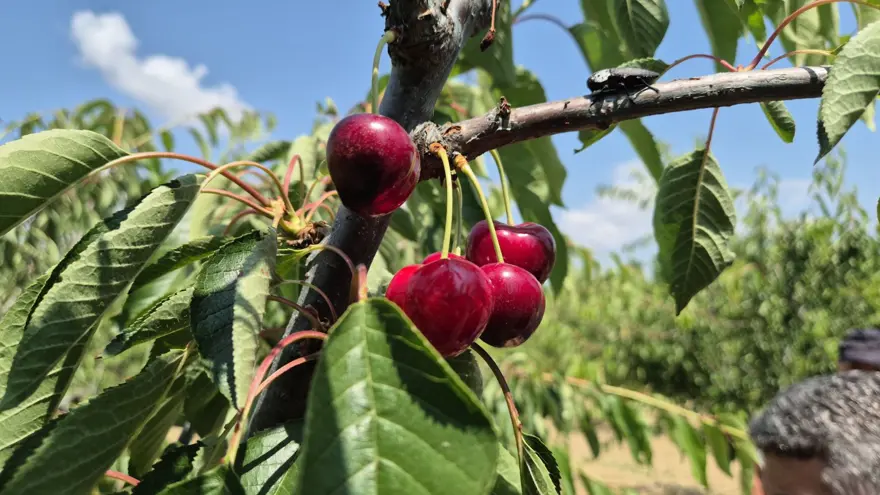 3 BİN TON HASAT EDİLDİ 2 3 BİN TON HASAT EDİLDİ 2