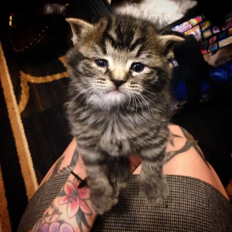 Hayatını kedileri kurtarmaya adadı 76