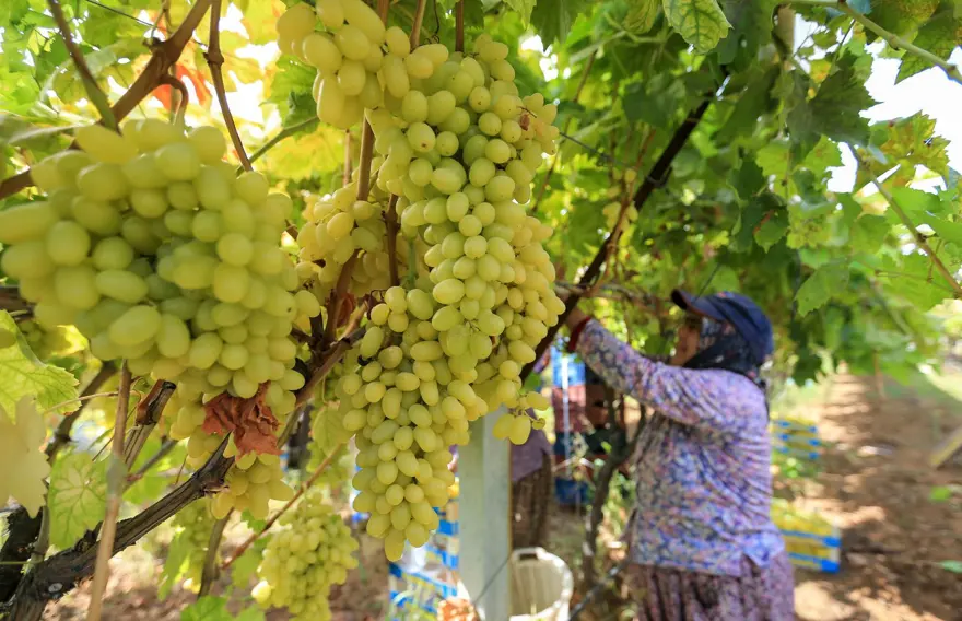 Geçen yıl "mildiyö" hastalığına bağlı kayıp yaşanmıştı: Bu yıl kalitesiyle yüz güldürdü 1