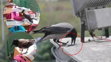 Sınıflara giren karga, öğrencilerin kalemlerini alıyor
