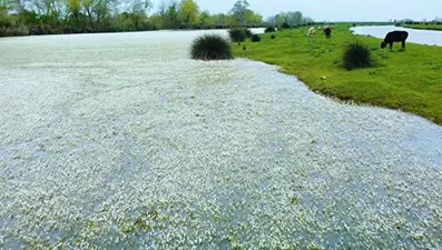 Kızılırmak Nehri'ni su düğün çiçekleri kapladı