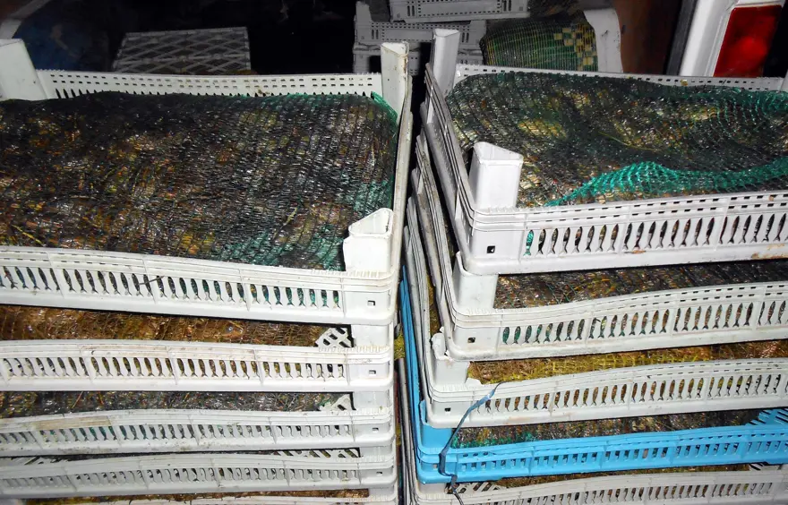 Diyarbakır'da 100 kilo kurbağa yakalandı 