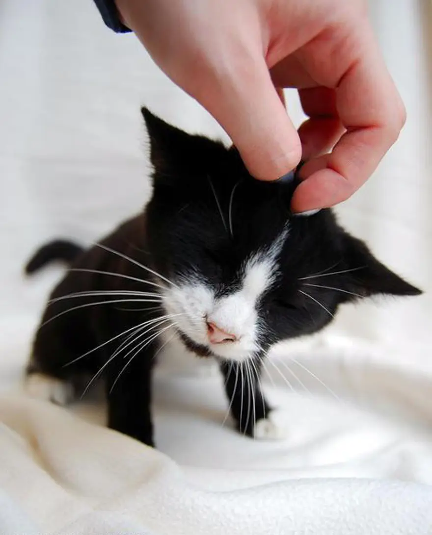 İnternetin yeni fenomenleri 13