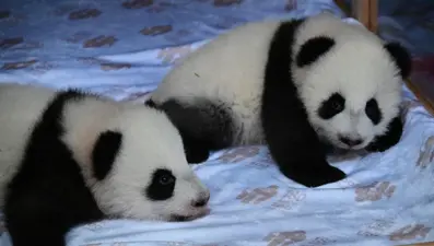 Almanya ile Çin'i birleştirdiler: İkiz yavru pandaların isimleri açıklandı