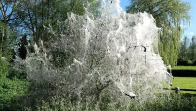 Hayalet ağacın sırrı çözüldü: Hem ürkütücü hem tuhaf