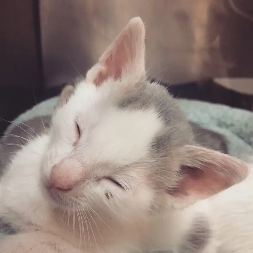 Hayatını kedileri kurtarmaya adadı 206