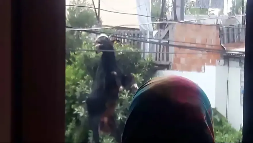 Damdan atlayan keçi, tellerde asılı kaldı 