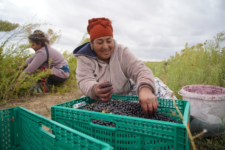 Herkes ona "süper meyve" diyor: Doğanın en güçlü antioksidanında hasat 1