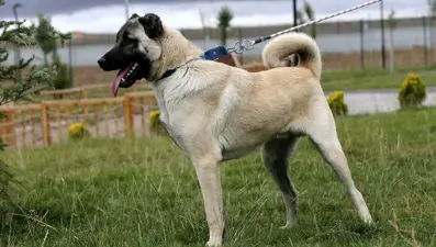 Sivas Kangal köpeklerinin genetiği çiple korunuyor
