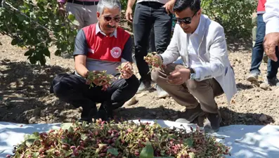 304 bin dekar alanda yetiştirildi:  Hasadı başladı