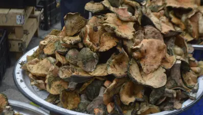 Bir yörenin gözdesi, tezgahta gören akın etti: Fiyatında düşüş bekleniyor