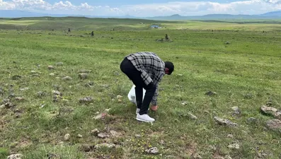 Şifalı bitkiyi toplamak için dağ taş geziyorlar: ''Özellikle şeker hastalığına karşı çok faydalı''