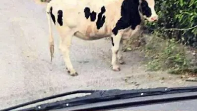 Boşandığı eşe inekli göndermeye ceza