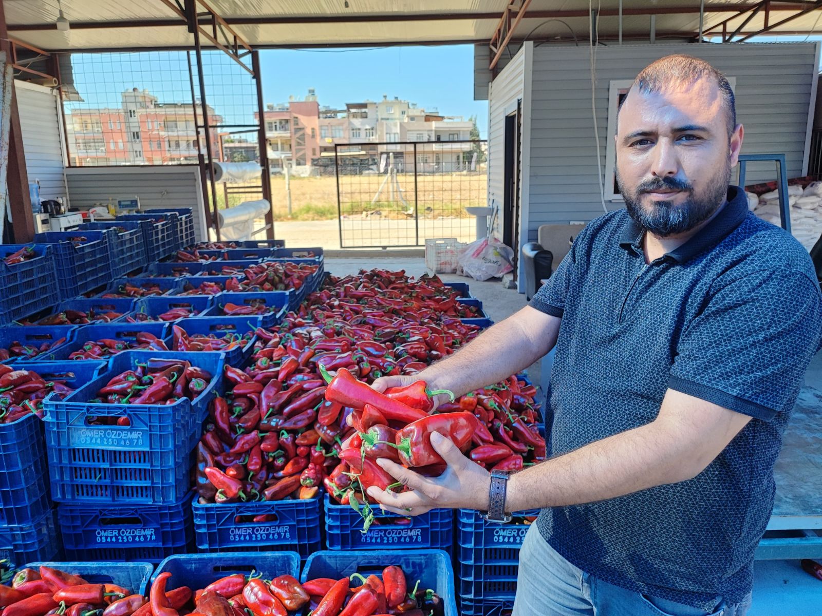 Kilosu 15-20 lira: Adana'da sezon başladı