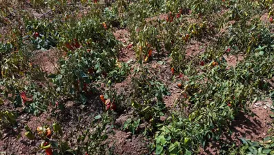 Türkiye'nin en sıcak illerinden biri: Tarladaki biberi yaktı