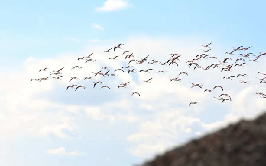 Yazlıkçı flamingolar Tuz Gölü'nde 7 Yazlıkçı flamingolar Tuz Gölü'nde 7