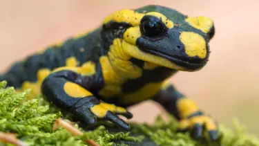 Uzuv yenileme özelliğinin sırrı çözülüyor