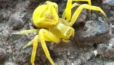 Elazığ’da görüldü: Aynı renkteki çiçeklerde kamufle oluyor