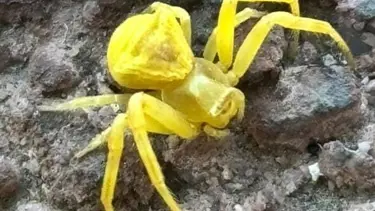 Elazığ’da görüldü: Aynı renkteki çiçeklerde kamufle oluyor